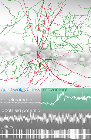 Bistratified cell in rat hippocampus Bistratified cell in rat hippocampus. Reconstruction of the complete dendritic tree (red) and representative part of the axon (green) of a bistratified cell recorded and juxtacellularly labelled in the CA1 area of the hippocampus of a freely moving rat.