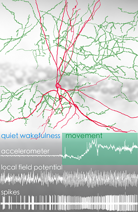 Bistratified cell in rat hippocampus. Reconstruction of the complete dendritic tree (red) and representative part of the axon (green) of a bistratified cell recorded and juxtacellularly labelled in the CA1 area of the hippocampus of a freely moving rat.